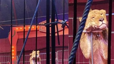 بعد إطلاق حملة لمقاطعة السيرك.. دهب الحلو: الأسد اسمه ميسي وعملولنا دعاية ببلاش | فيديو 