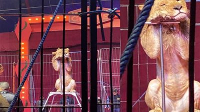 داعية إسلامي عن نوم أسد للتعب في أحد العروض: لا تسبوا الديك