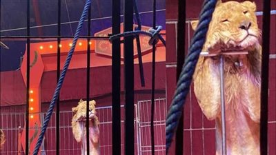 فاتن الحلو تعلق على صورة الأسد النائم بالسيرك: لم يتعرض للعنف والإهمال