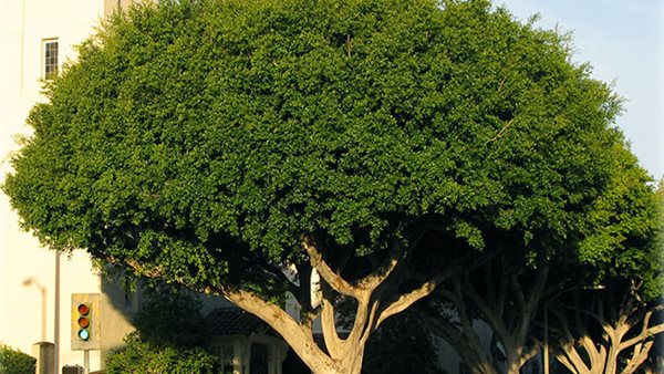 أشجار الفيكس 