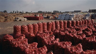 الحجر الزراعي: وصول أول شحنة بصل مصرية إلى باكستان اليوم 