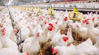 بث مباشر| الفراخ البيضاء بـ 30 جنيهًا للكيلو والبانيه بـ 68.. استقرار أسعار الطيور والدواجن بالأسواق