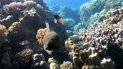 تختبئ بين الشعاب المرجانية.. غطاسون يرصدون سمكة الـ موراى بالقصير | فيديو وصور