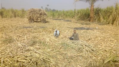 يا أبو اللبايش يا قصب عندنا فرح واتنصب.. انطلاق موسم كسر قصب السكر 2022 في الأقصر | صور