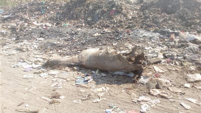 مزارعو الأقصر غاضبون من انتشار الحيوانات النافقة: كسرنا القصب والريحة وجعت بطننا | صور