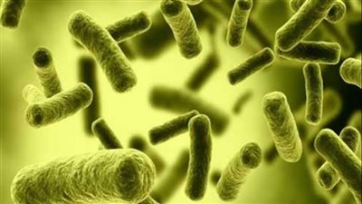 بكتيريا القنافذ.. تعرف على تطورت الفطريات المقاومة للمضادات الحيوية