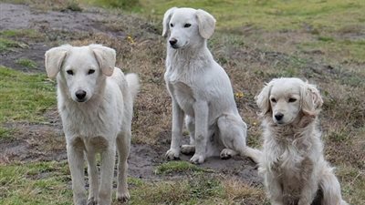 الحراسة والصيد.. حكم التجارة في الكلاب بـ المذاهب الأربعة ودار الأفتاء 
