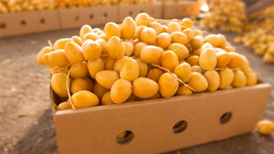 “الزراعة” تعلن فتح سوق جديدة للبلح المصري في الصين