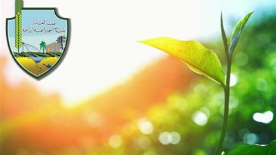 هيئة التعمير تعلن تأجيل مزاد آبار بلاط بالوادي الجديد