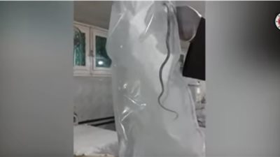 ثعبان يهاجم المرضى في غرفة الغسيل الكلوي بمستشفى حكومي بالأقصر (فيديو)