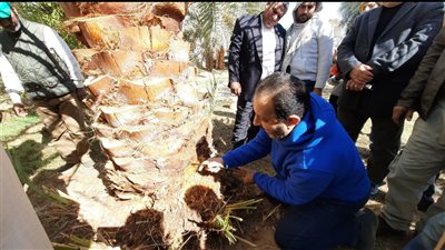 القاهرة 24 في رحلة لإنقاذ خُمس إنتاج مصر من التمور في الوادي الجديد