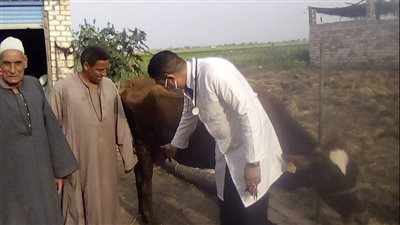 السبت المقبل.. انطلاق الحملة القومية للتحصين ضد مرض الجلد العقدي وجدري الأغنام بقنا