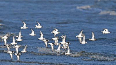 البيئة تشارك في جلسة حول أهمية الطيور المائية التي تزور مصر شتاءَ