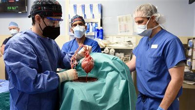الأولى في العالم.. نجاح عملية زرع قلب خنزير معدل وراثيا بجسم إنسان أمريكي 