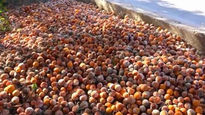 العقوبات على سوريا تتسبب في تعفن محاصيل زراعية بحقولها.. والحكومة تتدخل لإنقاذ المزارعين