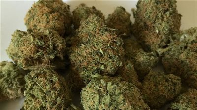 حبس عنصرين إجراميين ضبطا بحوزتهما 40 كيلو بانجو وسلاح وذخيرة بالشرقية