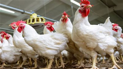 تعرف على أسعار الدواجن والكتاكيت اليوم الثلاثاء 1 فبراير 2022 في الأسواق المصرية 