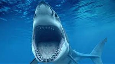 بحلول عام 2050..أسماك القرش ستتجه نحو المياه البريطانية