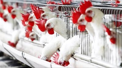 البطاطس بـ 6 جنيهات والفراخ بـ 32.. أسعار الخضروات والطيور اليوم في الأسواق | بث مباشر