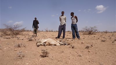 جفاف أرض الصومال.. تعرف على سيناريوهات العطش المميت بالإقليم |تقرير