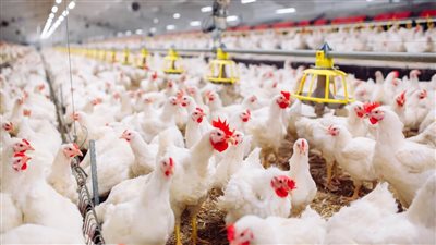 قطاع الثروة الحيوانية يكشف أضرار الأجواء الباردة على تربية الدواجن