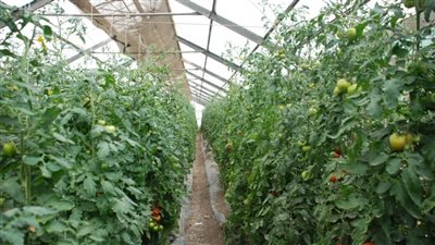 مركز تغير المناخ الزراعي: موجة الصقيع أتلفت بعض المحاصيل الزراعية