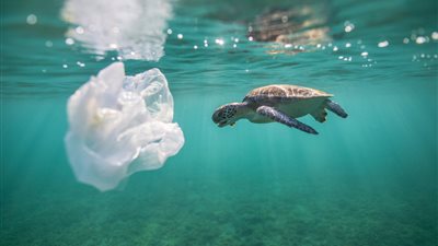 للحد من استخدامها.. البيئة تكشف عن خطورة الأكياس البلاستيكية على الكائنات البحرية