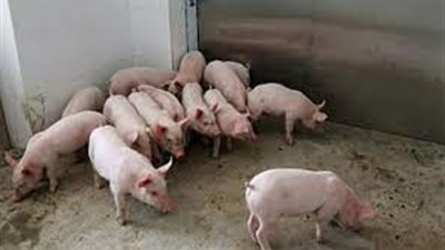 علماء يتوقعون تفشي حمى الخنازير الإفريقية في الولايات المتحدة