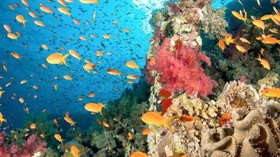 حفريات منذ 75 مليون سنة.. السياحة تروج لمحمية رأس عبر صفاحتها الرسمية | فيديو 