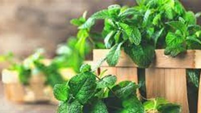 مساعدة الجهاز الهضمي وتعزيز المناعة.. ما هي الفوائد الصحية لأوراق النعناع؟