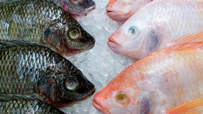 أسعار الأسماك اليوم الاثنين 7 مارس 2022 في مصر