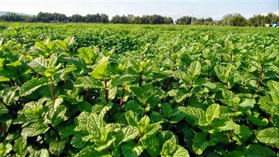 زراعة 5750 فدانًا بمحاصيل الشتاء في بني سويف خلال نوفمبر