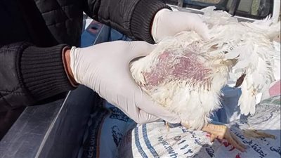 ضبط سيارة محملة بعدد 1480 كيلو دواجن نافقة بالبحيرة | صور 