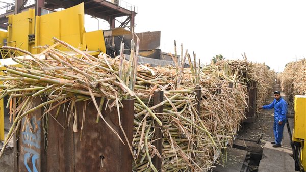 توريد القصب