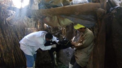 طب بيطري المنوفية: تحصين 23 ألف رأس ماشية ضد مرض التهاب الجلد العقدي