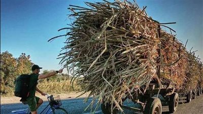 قبل إعلانها رسميًا.. ننشر الأسعار الجديدة لتوريد محصولي قصب السكر والبنجر بعد زيادة تكاليف ومستلزمات الزراعة