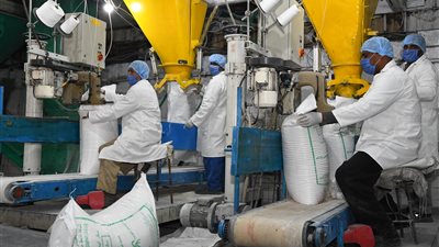 مصنع دشنا بقنا: نستقبل 22 ألف فدان قصب لإنتاج 750 ألف طن سكر 