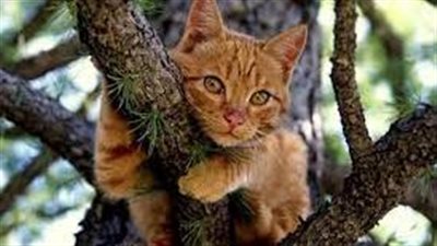 لفتة إنسانية.. الحماية المدنية تنقذ قطة معلقة على شجرة بمصر الجديدة