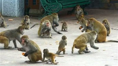 هروب قرود كانت تخضع لتجارب أمراض معدية في أمريكا | فيديوجراف