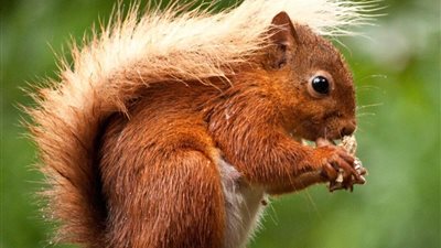 علماء يكشفون علاقة السناجب بالحياة على الفضاء|دراسة