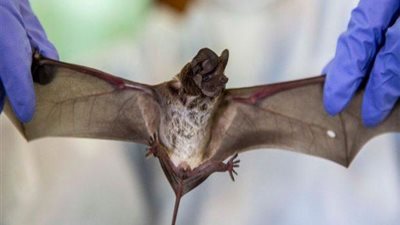 ينتقل عبر الخفافيش.. فيروس خطير يتسبب في غلق محطة قطار بألمانيا