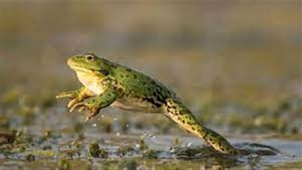 الضفدع الإفريقي