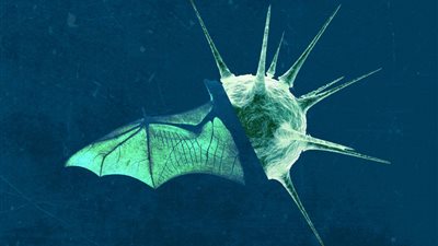 خبير مناعة: فيروس نيوكوف غير موجود بمصر.. وكيفية انتقاله من الحيوانات للبشر لا يزال مجهولًا 