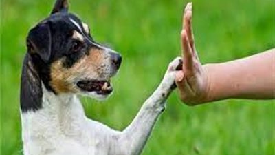 أمين الفتوى: الكلب لا يمنع الملائكة من دخول المنازل