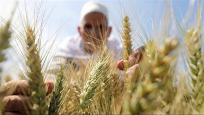الزراعة تصدر التوصيات والإرشادات الفنية لمحصولي القمح والفول البلدي خلال شهر فبراير