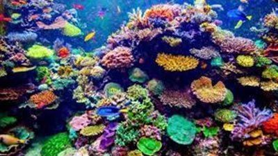 الشعاب المرجانية تجد صعوبة في التعرف على المنافسين بسبب التبييض الجماعي | دراسة 