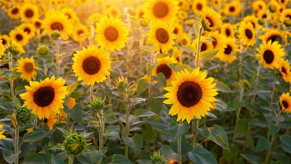 النباتات الزيتية