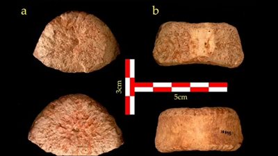 اكتشاف فقرات بشرية يعود تاريخها إلى مليون ونصف سنة|دراسة