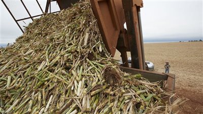 منها الابتعاد عن المناطق السكنية.. لائحة قانون المخلفات تحدد اشتراطات تدوير المخرجات الزراعية