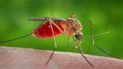 ينجذب إلى اللون الأحمر.. بحث أمريكي يكشف طريقة مبتكرة لتجنب لدغات البعوض